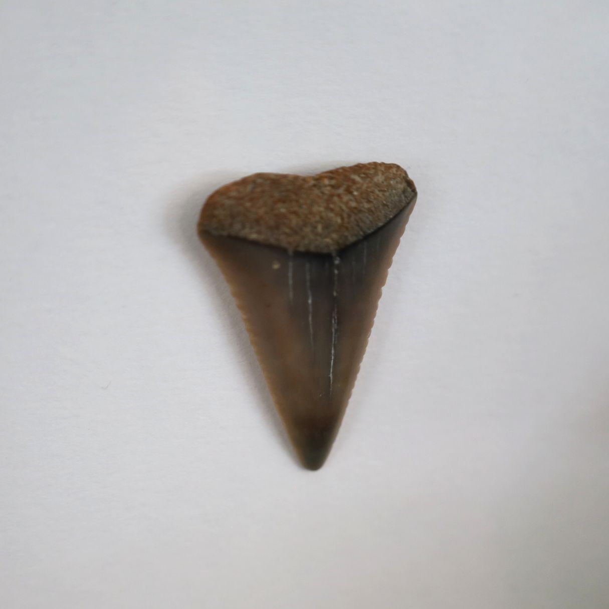 Sharks Tooth "Bite Me" (17x17cm Tan Shadow Box Frame, Square)