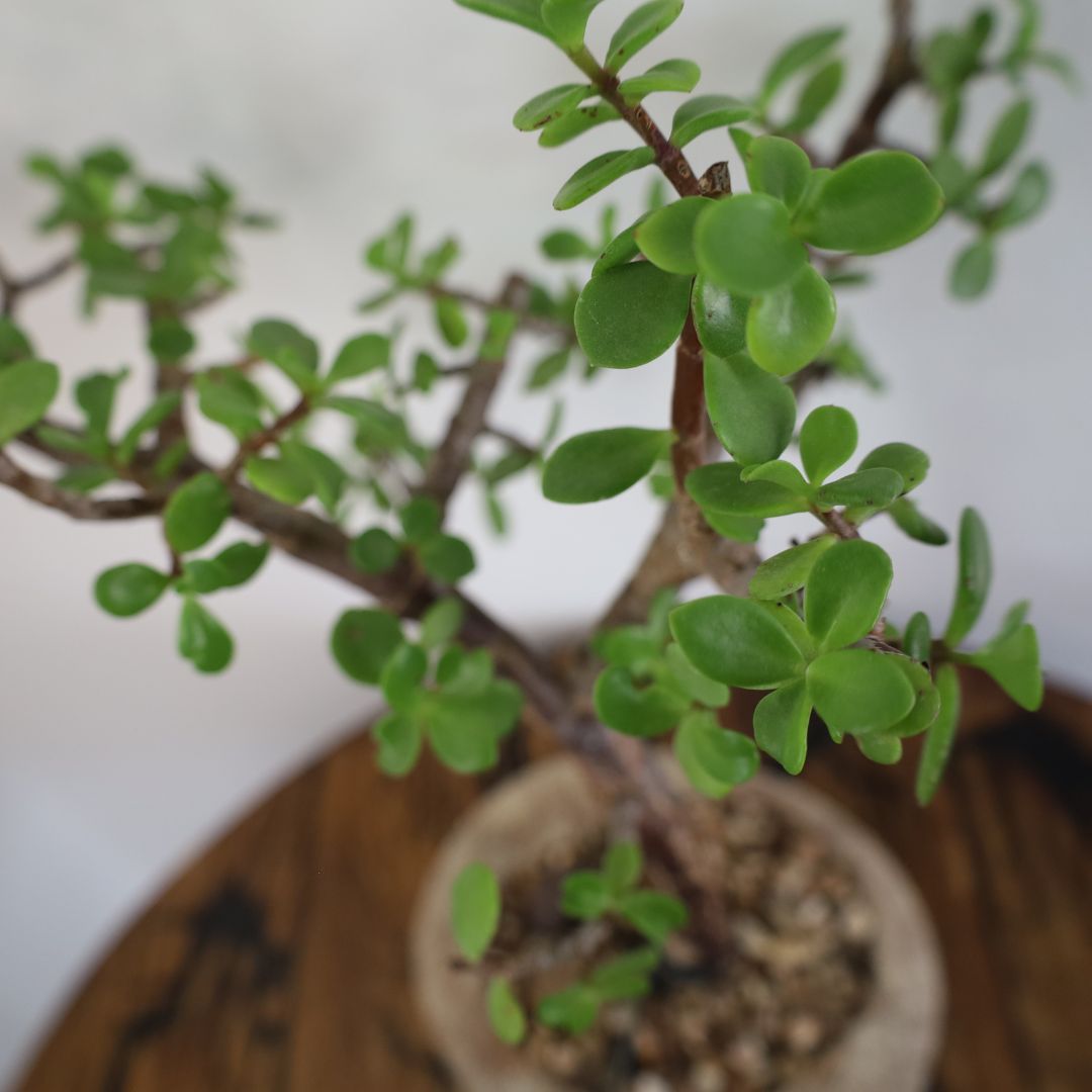 Succulent Bonsai "Branch Out" (Leaning Spekboom) Medium Pot