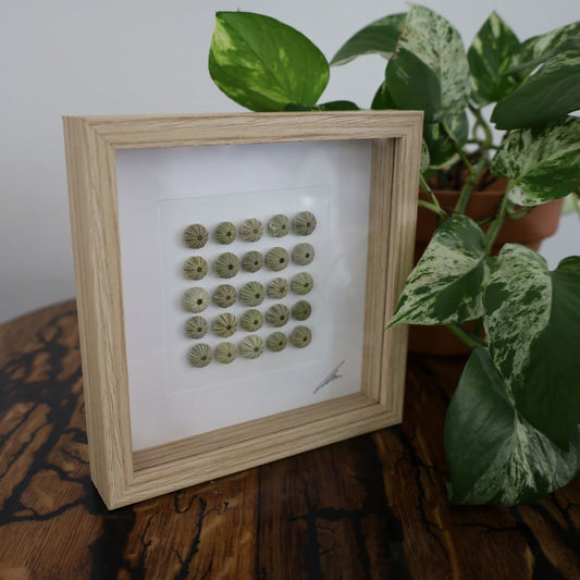 Small Sea Urchin Collection "No Two Treasures Tell The Same Story" (17x17cm Tan Shadow Box Frame, Square)