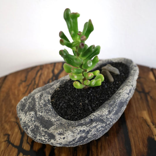 Succulent Bonsai "Branch Out" (Straight Gollum Jade) Small Pot