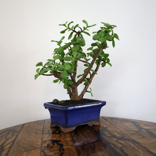 Succulent Bonsai "Branch Out" (Spekboom) Small Pot