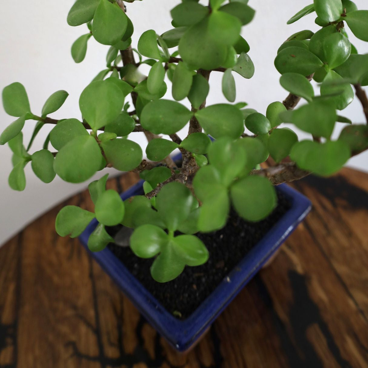 Succulent Bonsai "Branch Out" (Spekboom) Small Pot