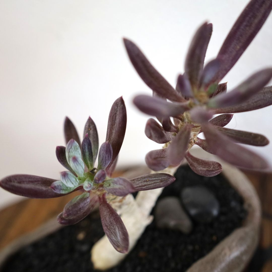 Succulent Bonsai "Branch Out" (Curio Ficoides Mount Everest) Small Pot