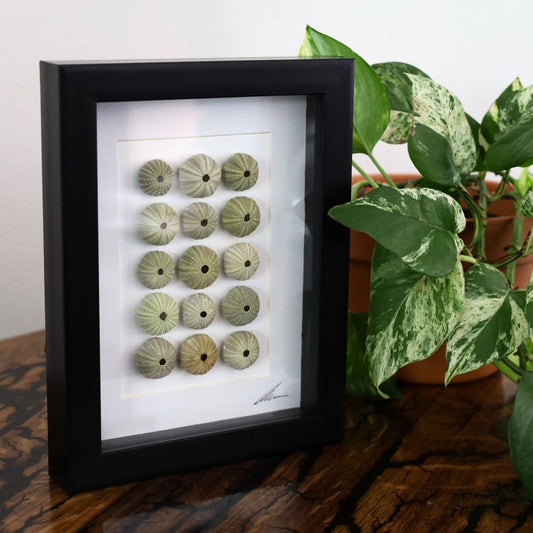 Medium Sea Urchin Collection "No Two Treasures Tell The Same Story" (A5 Black Shadow Box Frame, Vertical)
