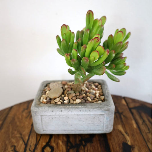 Succulent Bonsai "Branch Out" (Gollum Jade) Small Concrete Pot
