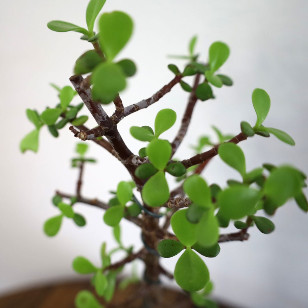 Succulent Bonsai "Branch Out" (Little Jim - Classic Small Leaved Spekboom) Small Pot