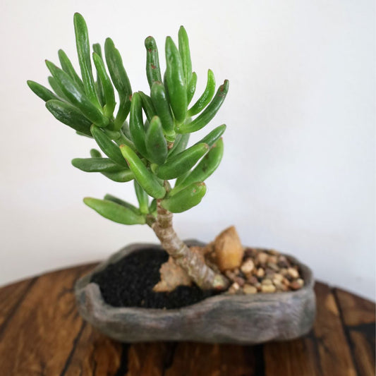 Succulent Bonsai "Branch Out" (Gollum Jade) Small Pot