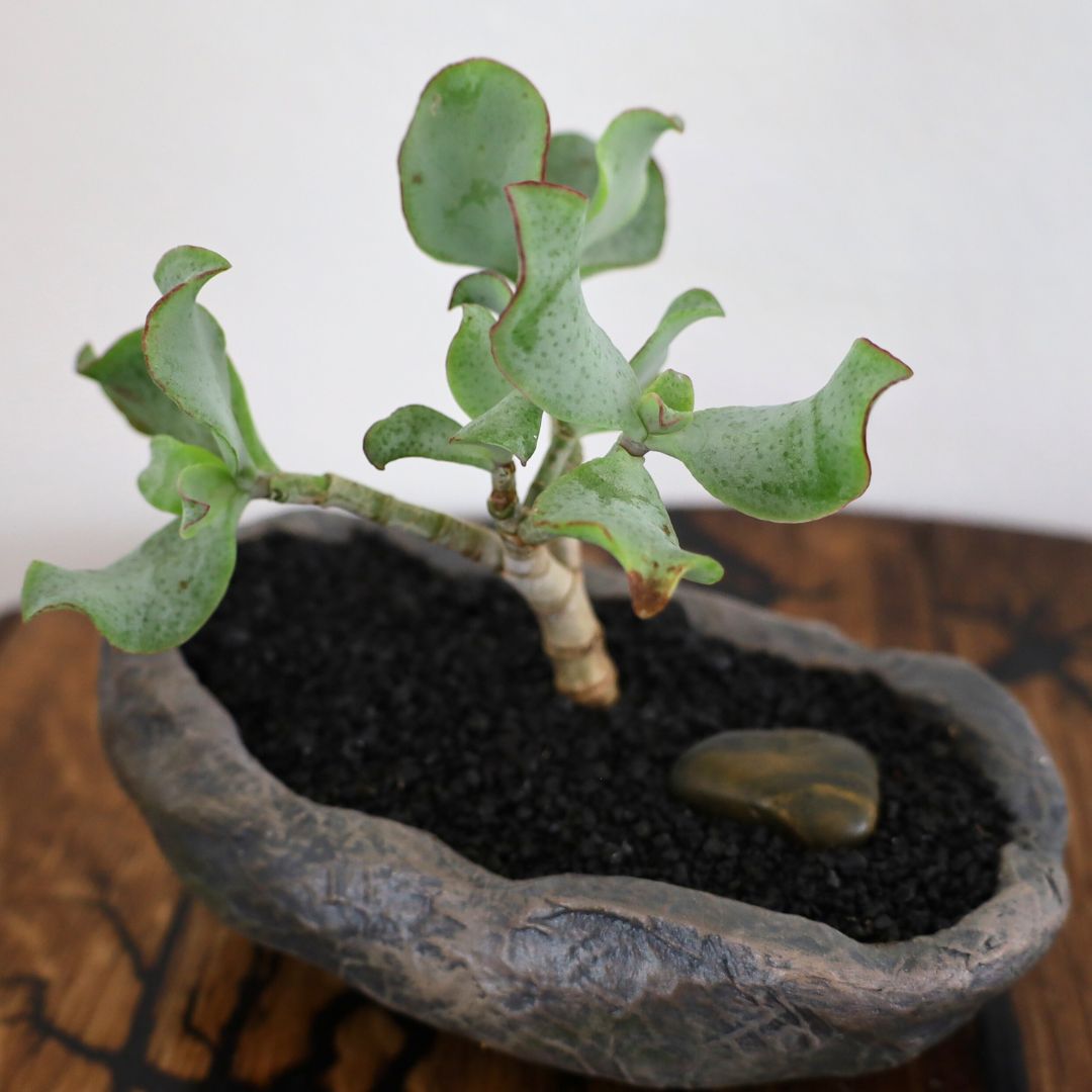 Succulent Bonsai "Branch Out" (Ripple Jade) Small Pot