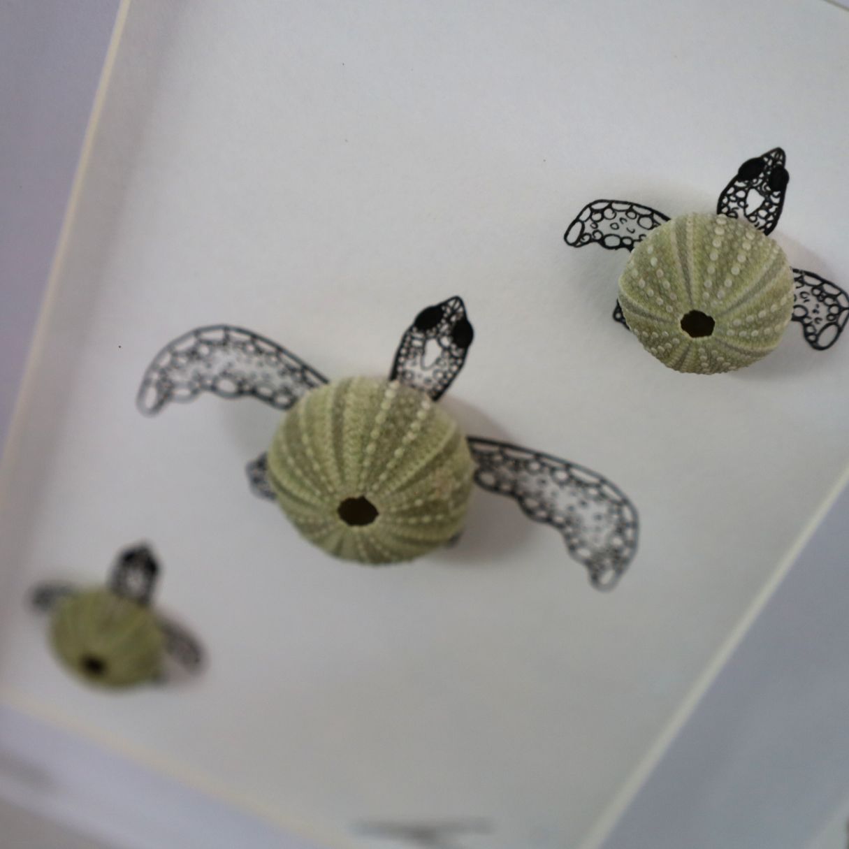 Turtles Sea Urchin Family "Just Keep Swimming" (A5 White Shadow Box Frame, Vertical)
