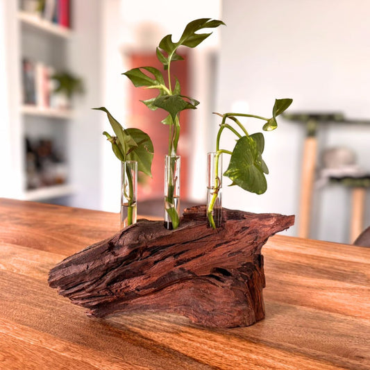 Propagation Station “I'm Rooting For You” (Kameeldoring) Standard