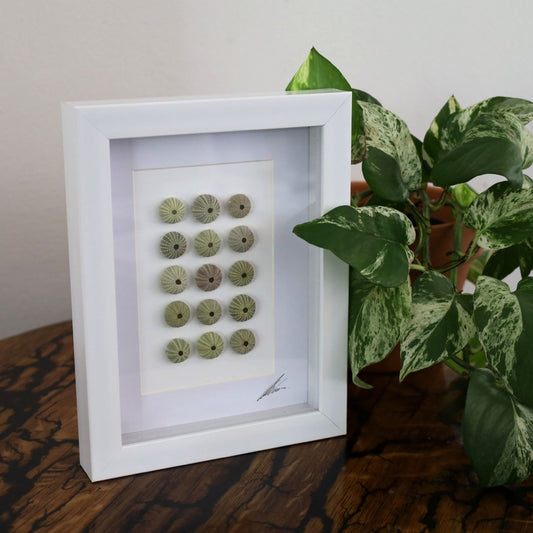 Medium Sea Urchin Collection "No Two Treasures Tell The Same Story" (A5 White Shadow Box Frame, Vertical)