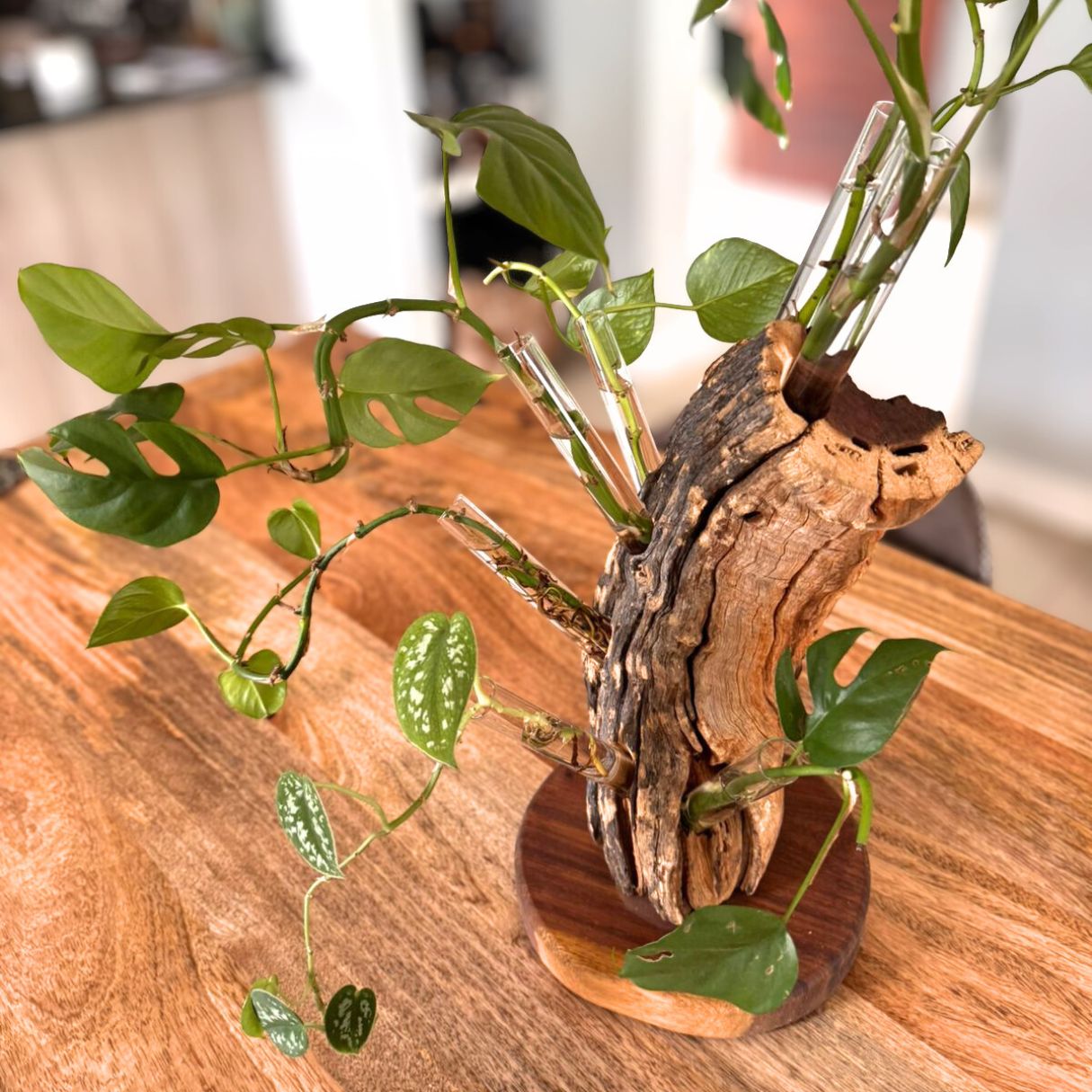 Propagation Station “I'm Rooting For You” (Kameeldoring) Custom Large