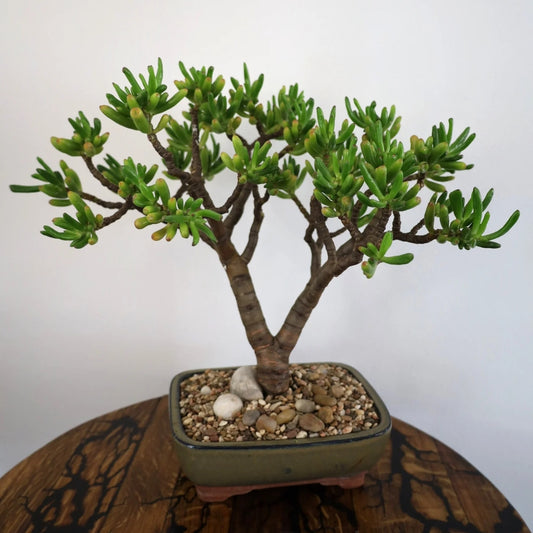 Succulent Bonsai "Branch out" (Gollum Jade) XLarge Pot