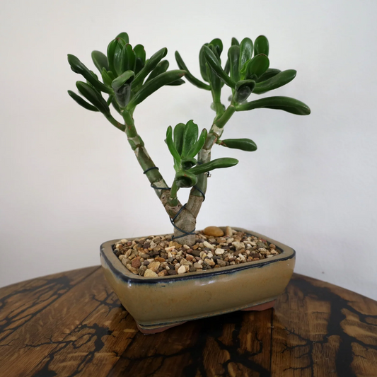 Succulent Bonsai "Branch Out" (Shreks Ear Jade) Large Pot