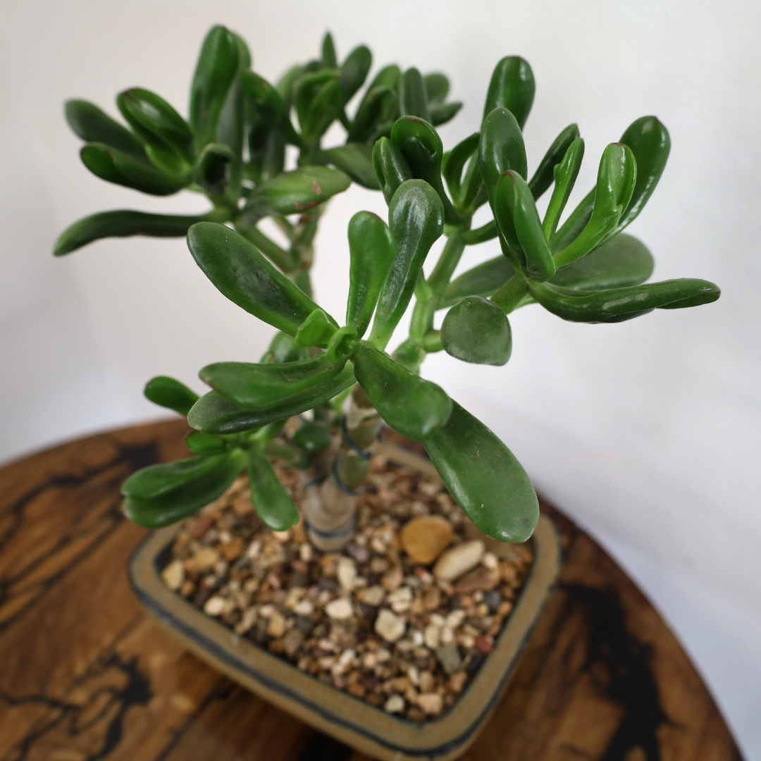 Succulent Bonsai "Branch Out" (Shreks Ear Jade) Large Pot