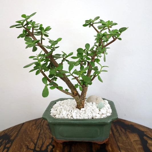 Succulent Bonsai "Branch Out" (Spekboom) Medium Pot