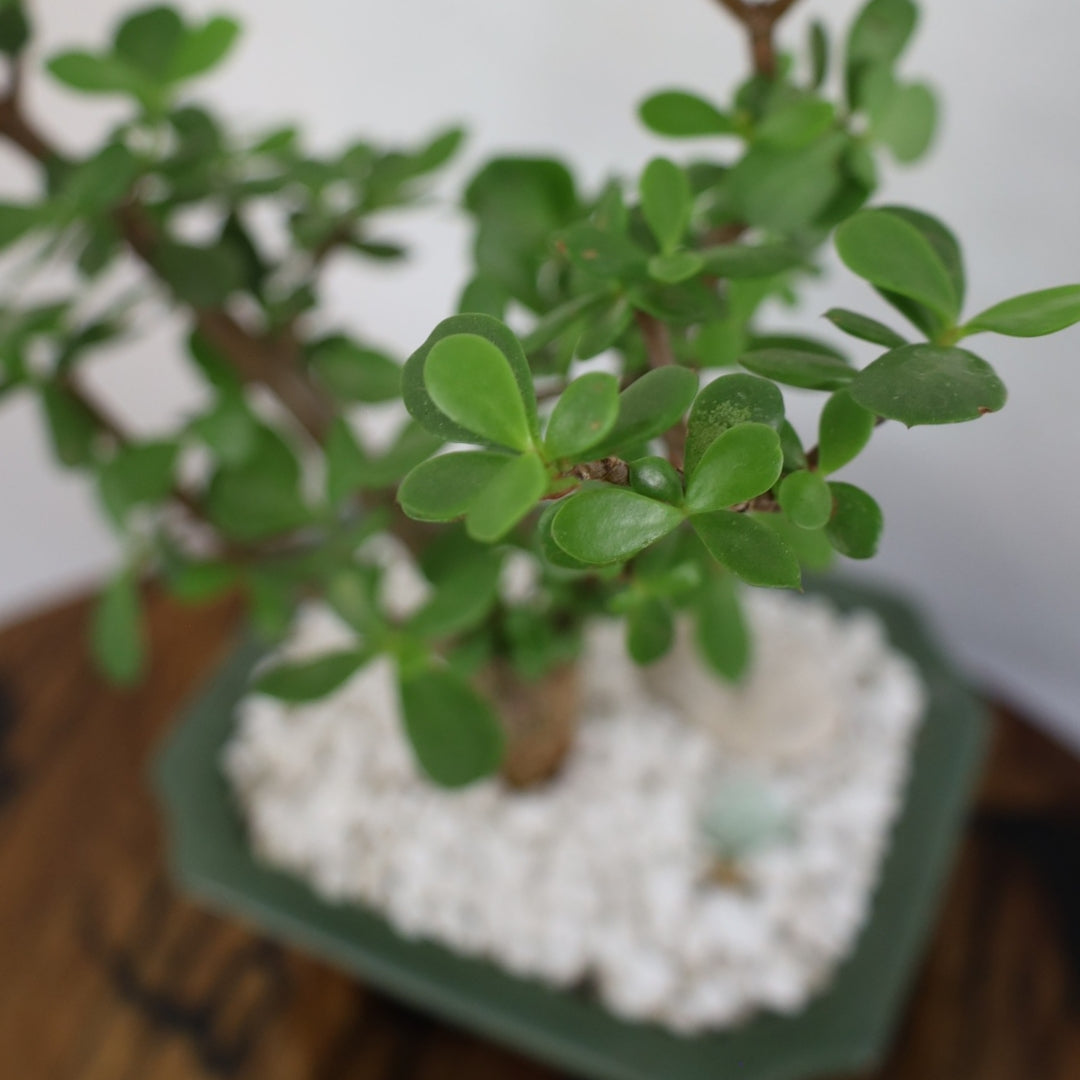 Succulent Bonsai "Branch Out" (Spekboom) Medium Pot