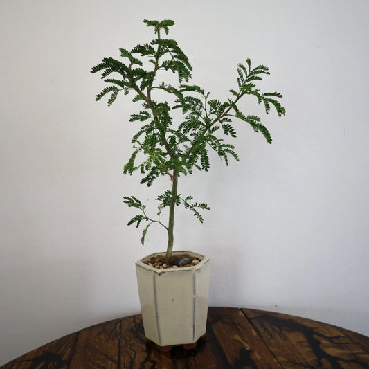 Acacia Bonsai "Branch Out" (Acacia) Small Tall Pot