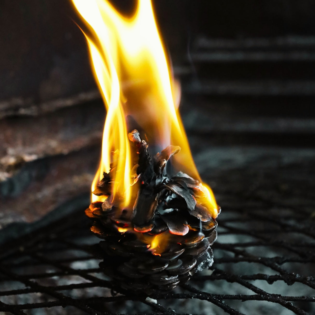 Pinecone Fire Lighter “Baby Light My Fire” (Hand Made) Single