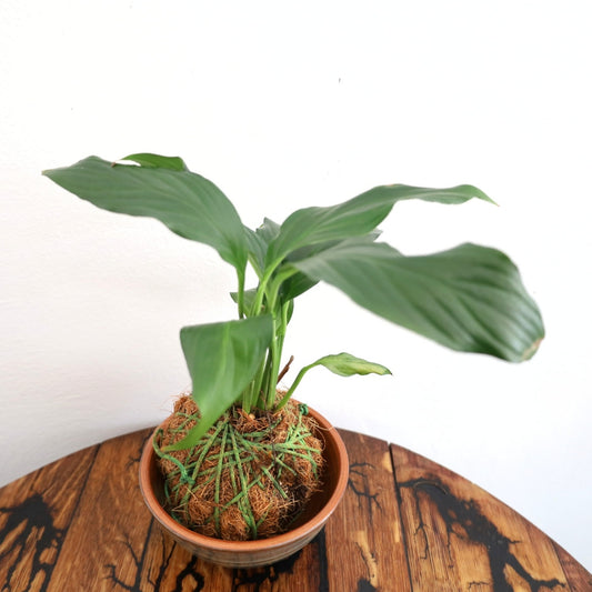 Kokedma "Poor Man's Bonsai" (Peace Lily)