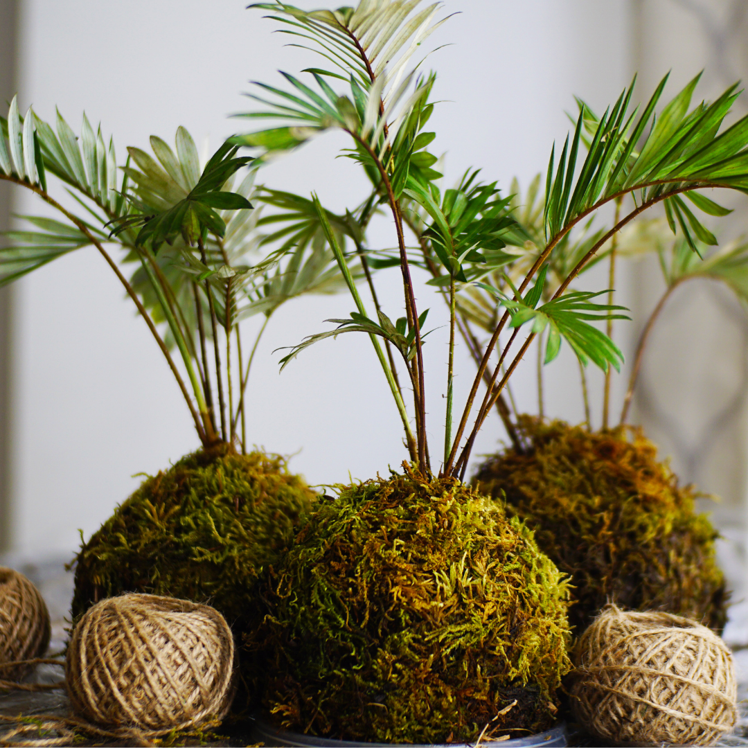 Kokedama