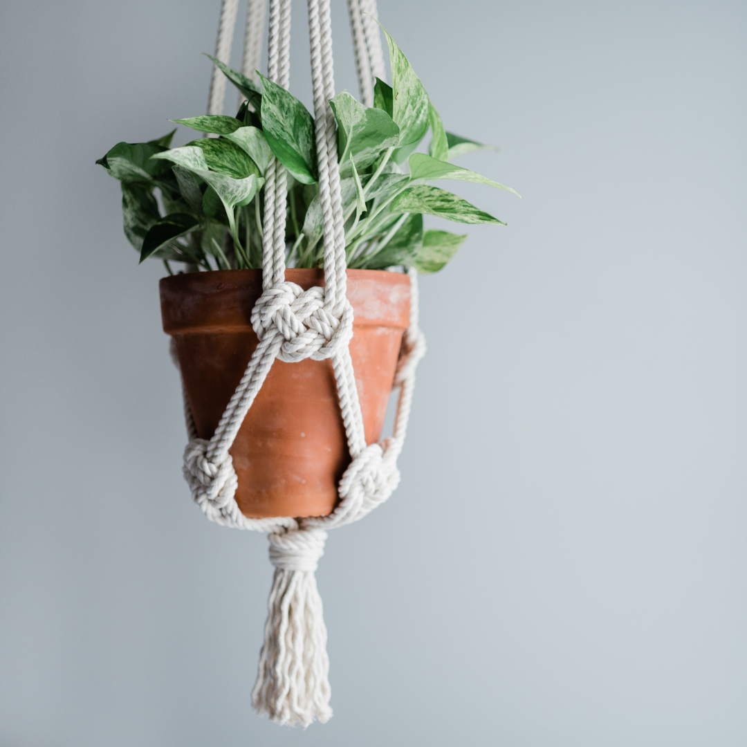 Macrame Plant Hangers