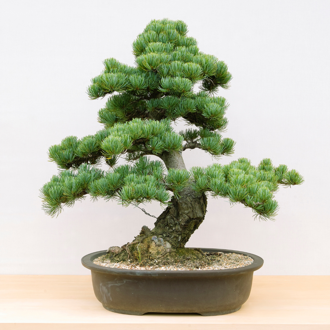 Bonsai
