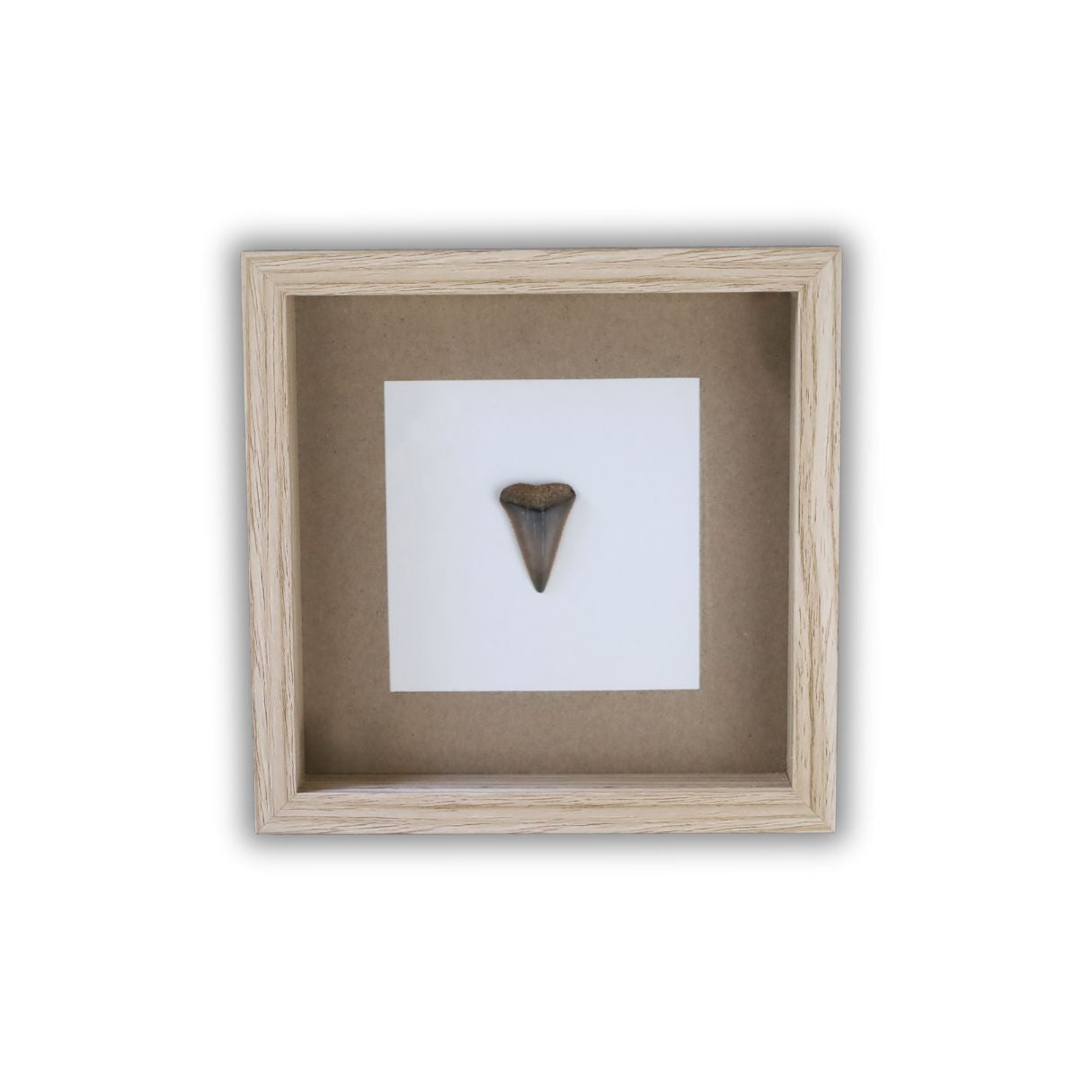 Sharks Tooth "Bite Me" (17x17cm Tan Shadow Box Frame, Square)