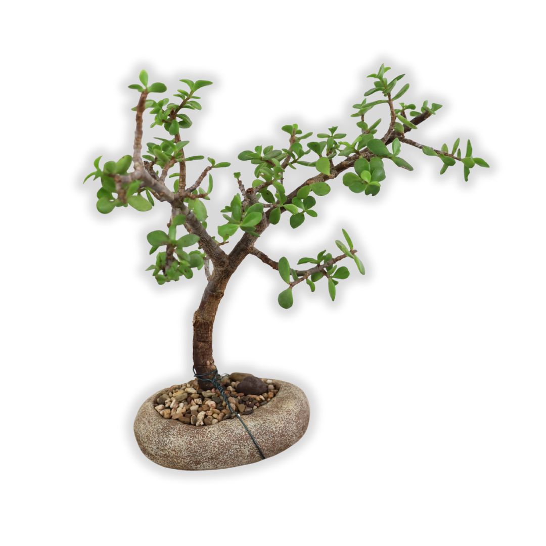 Succulent Bonsai "Branch Out" (Leaning Spekboom) Medium Pot
