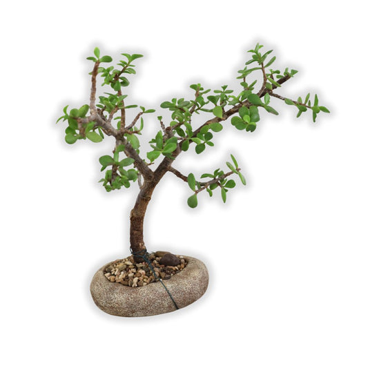 Succulent Bonsai "Branch Out" (Leaning Spekboom) Medium Pot
