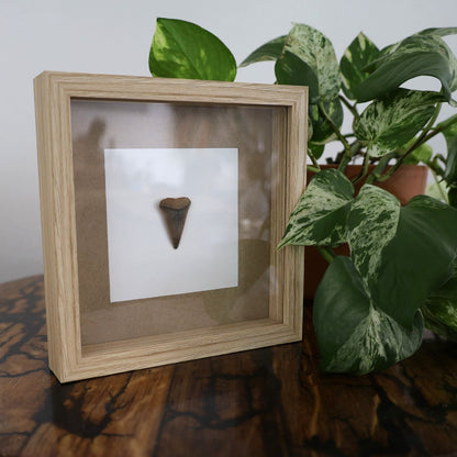 Sharks Tooth "Bite Me" (17x17cm Tan Shadow Box Frame, Square)