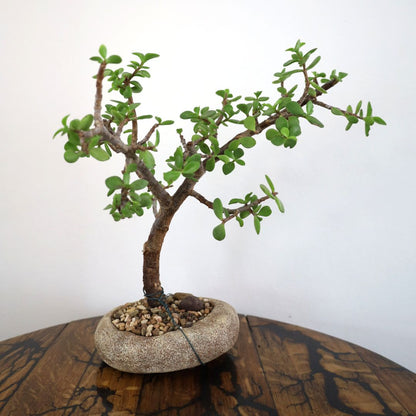 Succulent Bonsai "Branch Out" (Leaning Spekboom) Medium Pot
