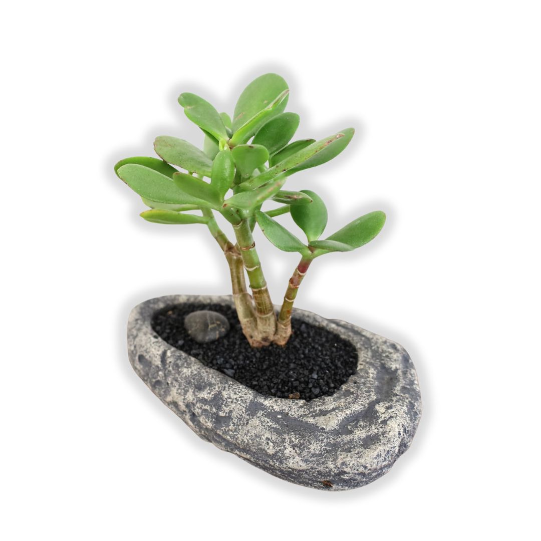 Succulent Bonsai "Branch Out" (Gollum Jade Trio) Small Pot