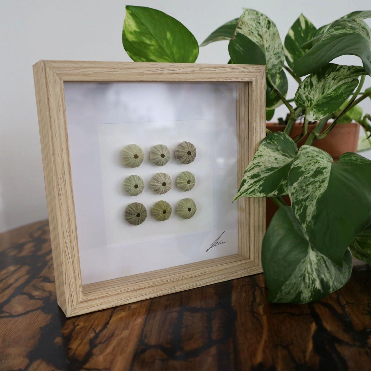 Medium Sea Urchin Collection "No Two Treasures Tell The Same Story" (17x17cm Tan Shadow Box Frame, Square)