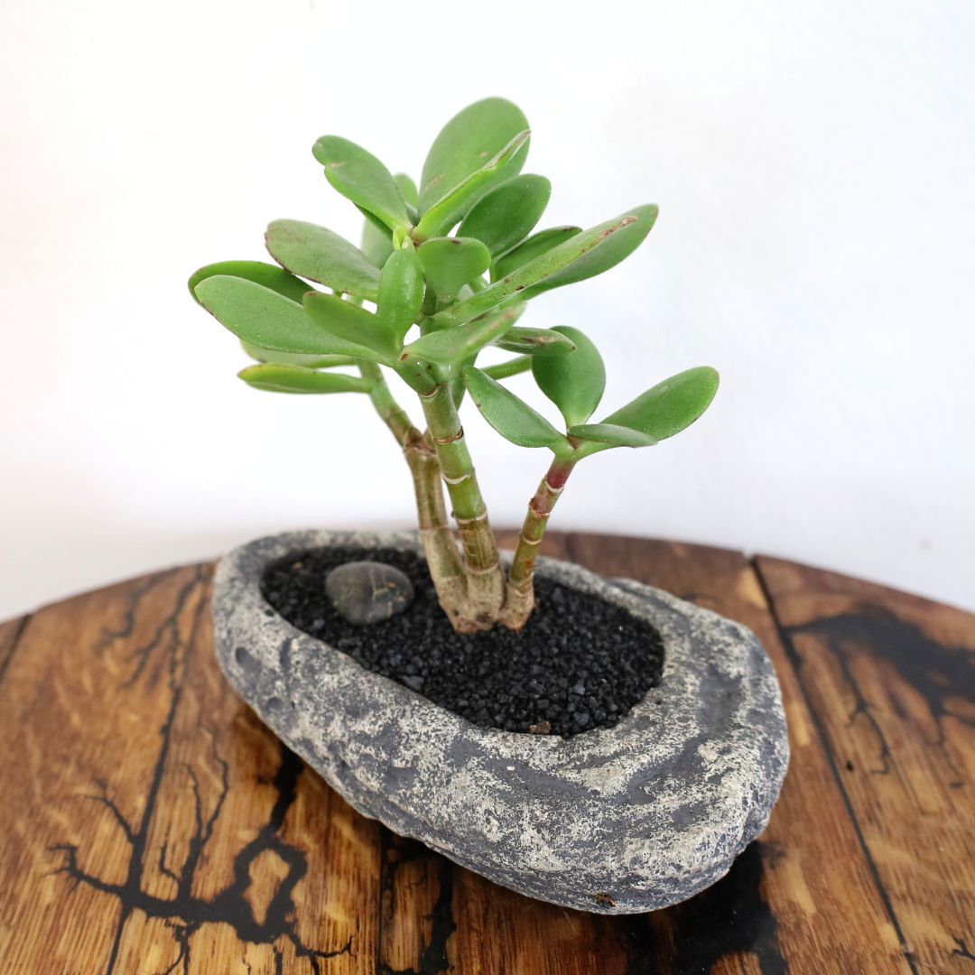 Succulent Bonsai "Branch Out" (Gollum Jade Trio) Small Pot