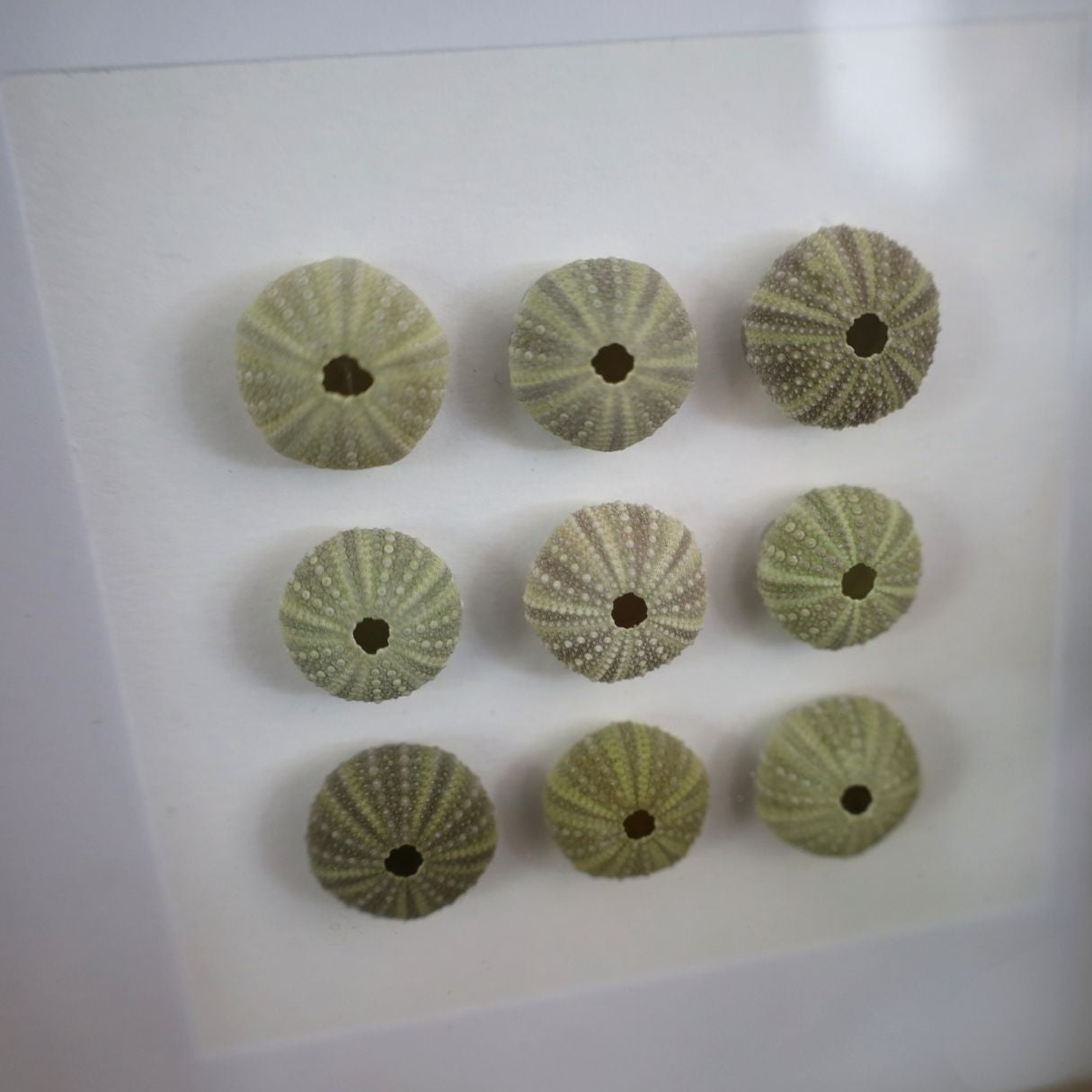 Medium Sea Urchin Collection "No Two Treasures Tell The Same Story" (17x17cm Tan Shadow Box Frame, Square)