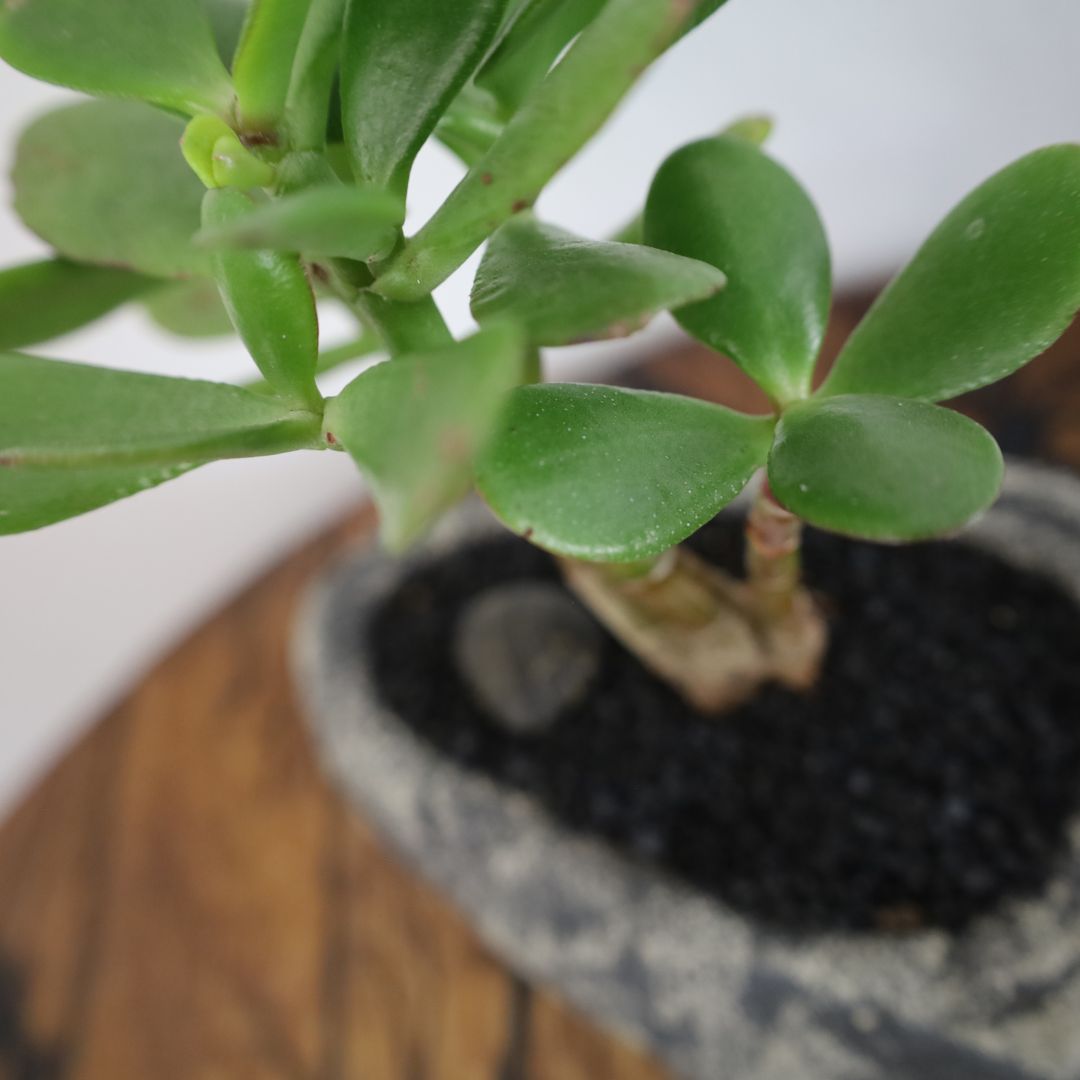Succulent Bonsai "Branch Out" (Gollum Jade Trio) Small Pot
