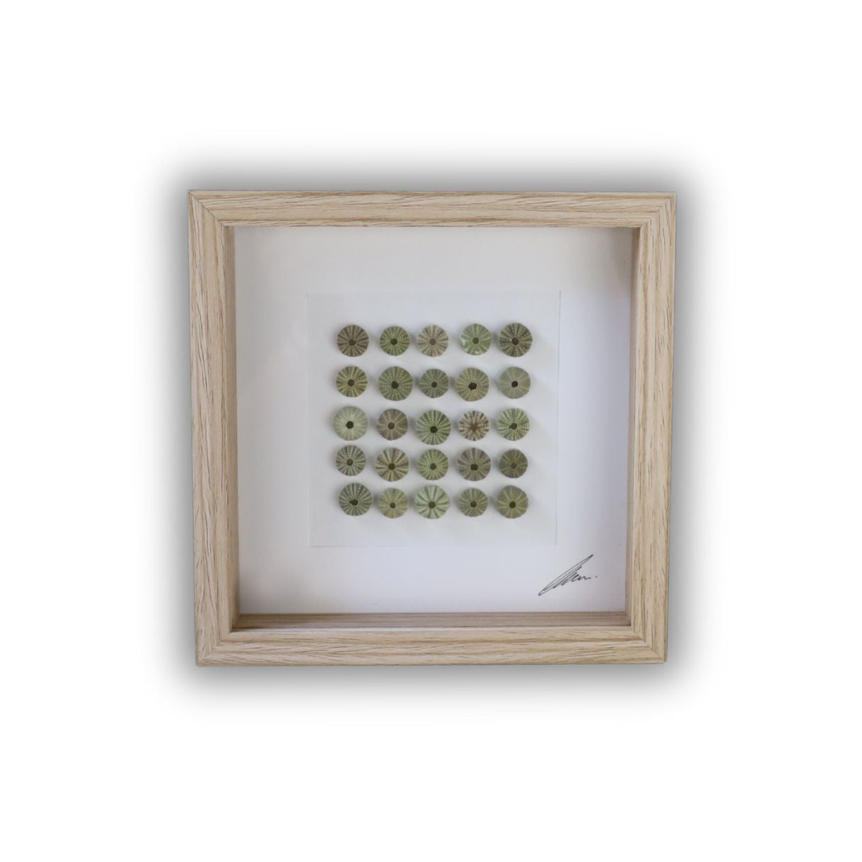 Small Sea Urchin Collection "No Two Treasures Tell The Same Story" (17x17cm Tan Shadow Box Frame, Square)