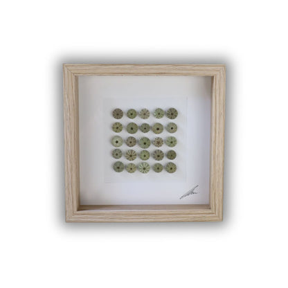 Small Sea Urchin Collection "No Two Treasures Tell The Same Story" (17x17cm Tan Shadow Box Frame, Square)