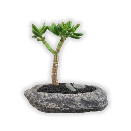 Succulent Bonsai "Branch Out" (Shreks Ear Jade) Small Pot