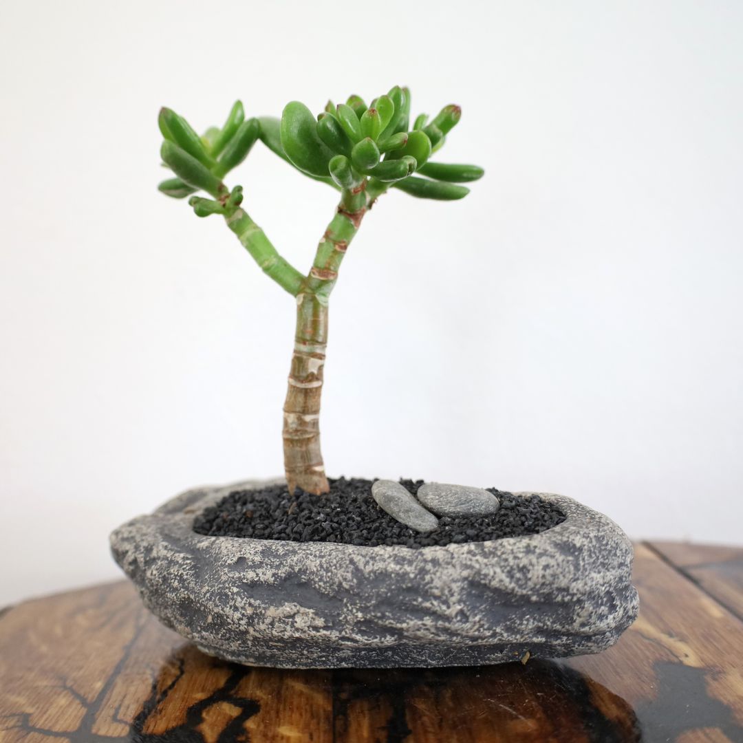 Succulent Bonsai "Branch Out" (Shreks Ear Jade) Small Pot
