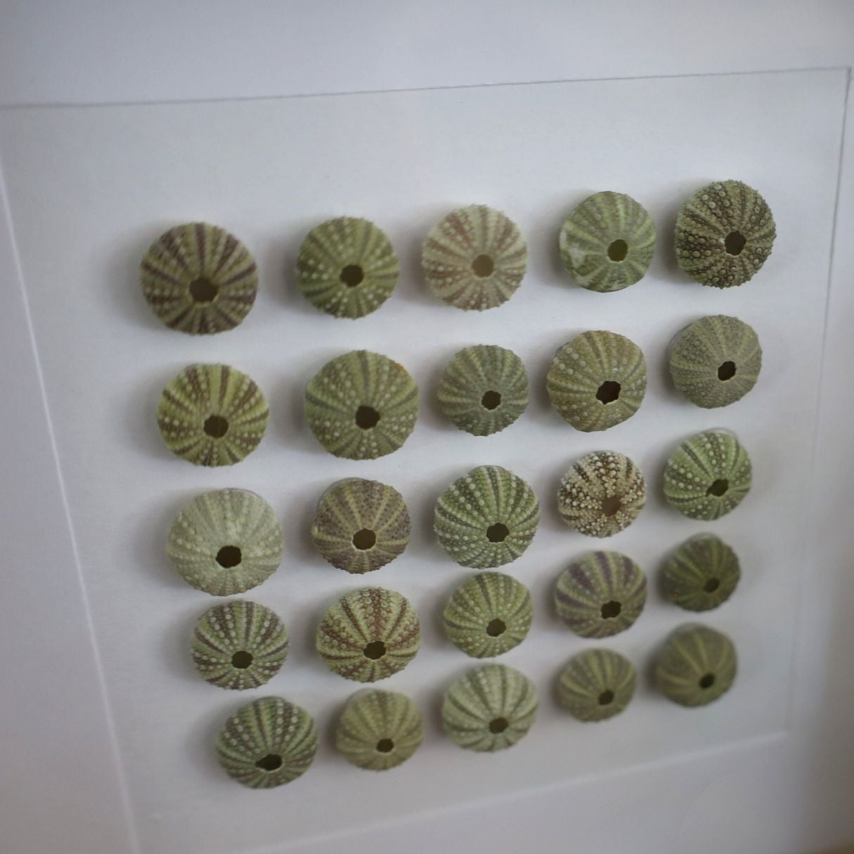 Small Sea Urchin Collection "No Two Treasures Tell The Same Story" (17x17cm Tan Shadow Box Frame, Square)