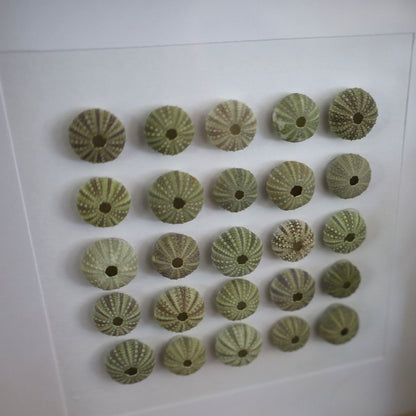 Small Sea Urchin Collection "No Two Treasures Tell The Same Story" (17x17cm Tan Shadow Box Frame, Square)