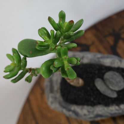 Succulent Bonsai "Branch Out" (Shreks Ear Jade) Small Pot