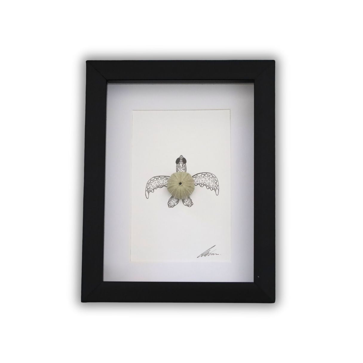 Turtle Sea Urchin Solo "Just Keep Swimming" (A5 Black Shadow Box Frame, Vertical)