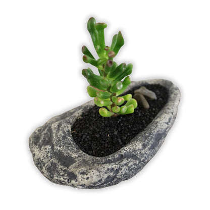 Succulent Bonsai "Branch Out" (Straight Gollum Jade) Small Pot