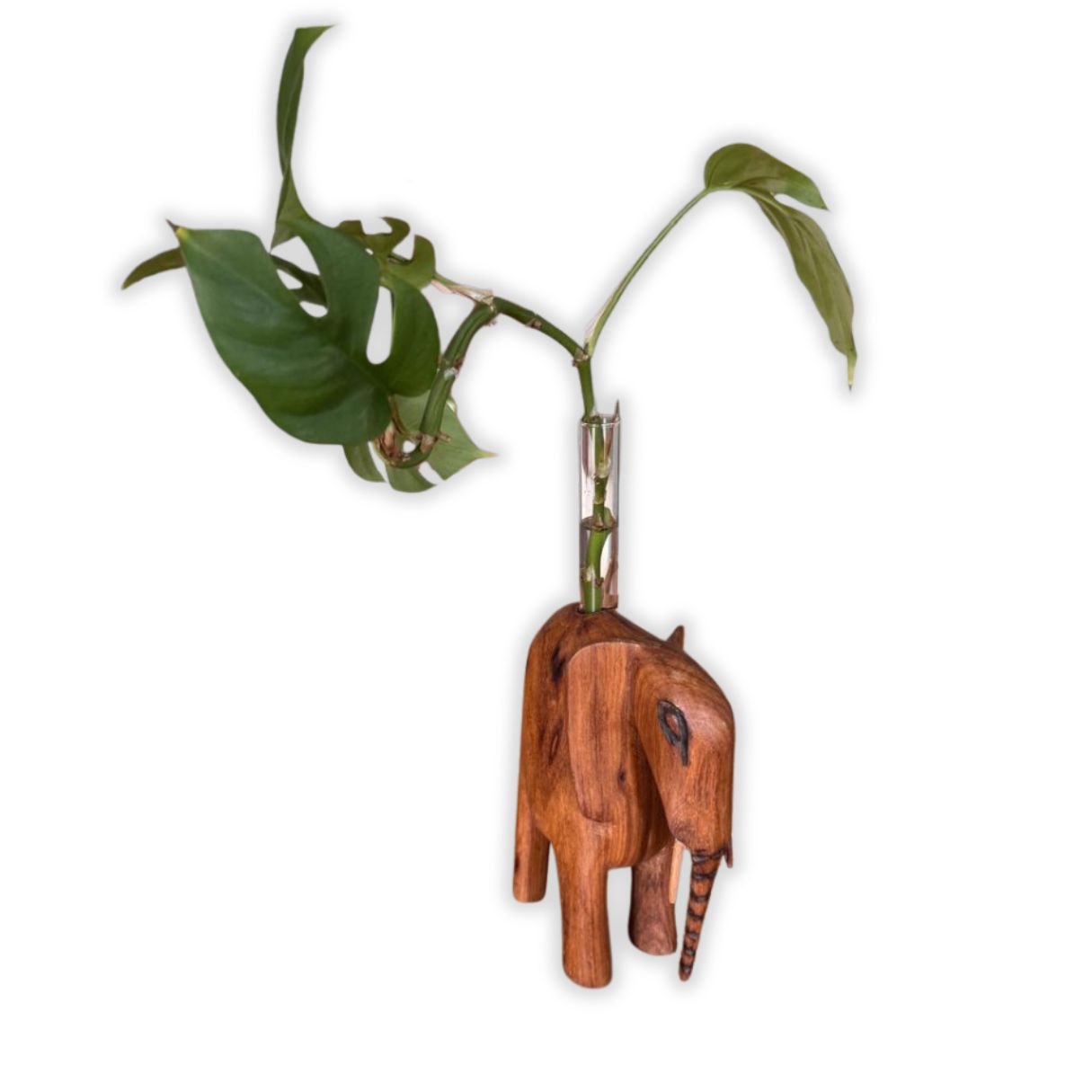 Propagation Station “I'm Rooting For You” (Elephant) Custom