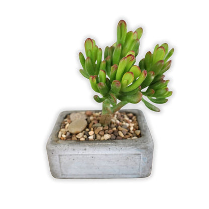Succulent Bonsai "Branch Out" (Gollum Jade) Small Concrete Pot