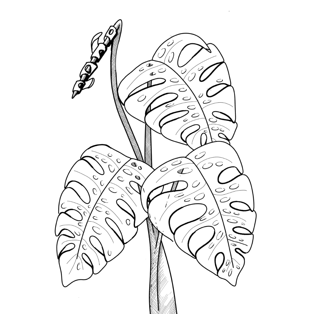 Colour In Gift Card “Colour Me Curious" (Monstera Solo)