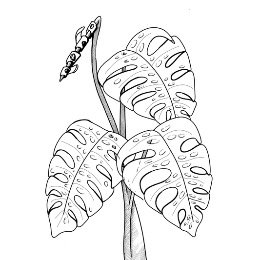 Colour In Gift Card “Colour Me Curious" (Monstera Solo)